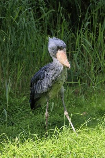 Shoebill (Balaeniceps rex), adult, foraging, captive