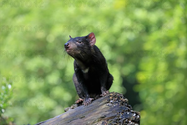 Tasmanian devil (Sarcophilus harrisii), adult, vigilant, on tree trunk, captive, Tasmania, Australia, Oceania