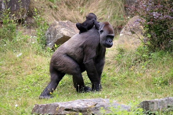 Western gorilla (Gorilla gorilla), adult, female, mother, young animal, baby, on back, social behaviour, running, captive, western Africa