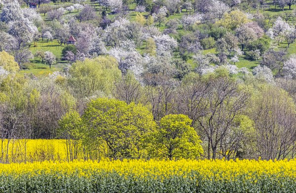 Flowering fruit trees in the orchards of the Swabian Alb, spring near Bissingen an der Teck, Baden-Wuerttemberg, Germany, Europe