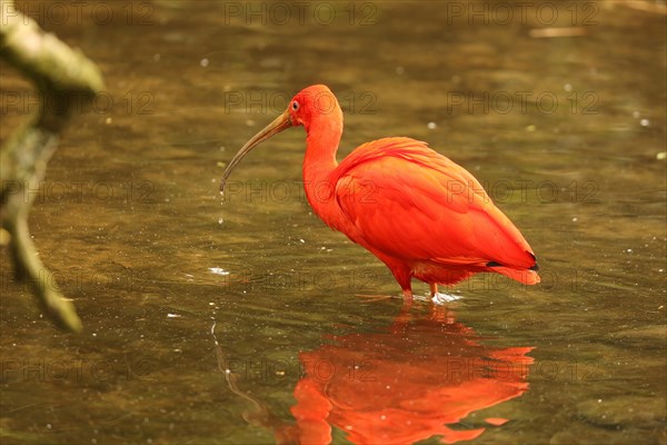 Scarlet ibis (Eudocimus ruber)