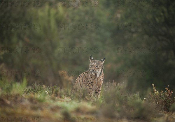 Pardell Lynx female, Iberian Lynx (Lynx pardinus), Extremadura, Castilla La Mancha, Spain, Europe