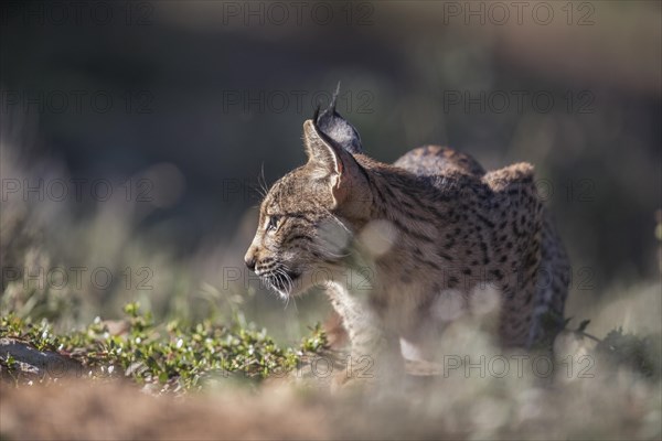 Iberian lynx young animal, Iberian lynx (Lynx pardinus), Extremadura, Castilla La Mancha, Spain, Europe