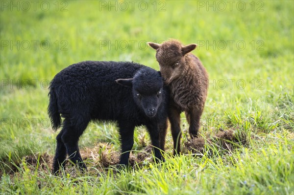Two lambs in a meadow, one black and one brown. The brown lamb sniffs the black one. Ouessant sheep (Breton dwarf sheep) and Ouessant sheep mix