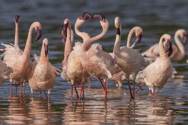 Lesser Flamingos (Phoeniconaias minor), Lake Ndutu, Ndutu Conservation Area, Tanzania, Africa