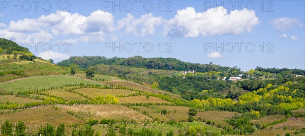 Vineyard of grapes in the Vale dos Vinhedos in Bento Goncalves, a gaucho wine