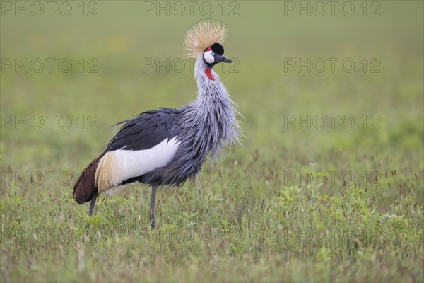 Crowned crane (Balearica regulorum), Ngorongoro Crater, Tanzania, Africa