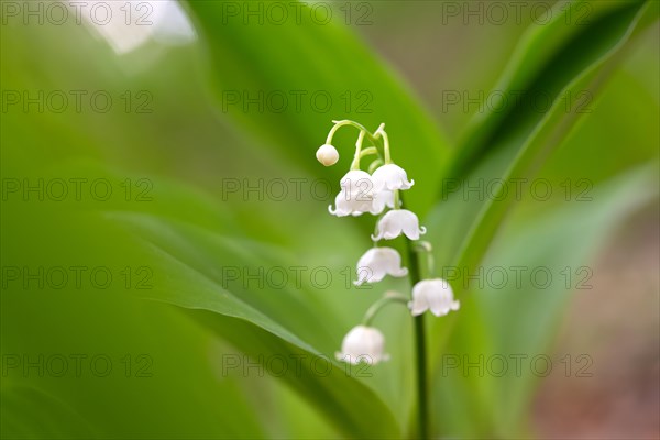 Lily of the valley (Convallaria majalis), flower, Stolberg, North Rhine-Westphalia, Germany, Europe