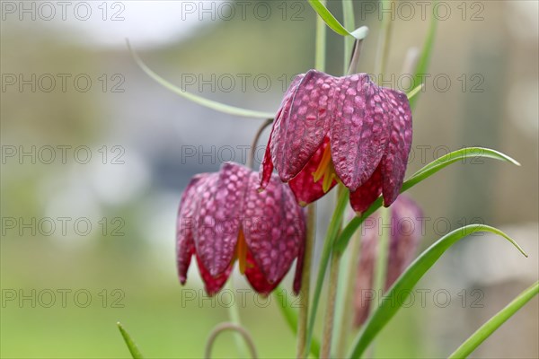 Snake's Head Fritillary (Fritillaria meleagris), flowers in a meadow, inflorescence, early bloomer, spring, Wilnsdorf, North Rhine-Westphalia, Germany, Europe