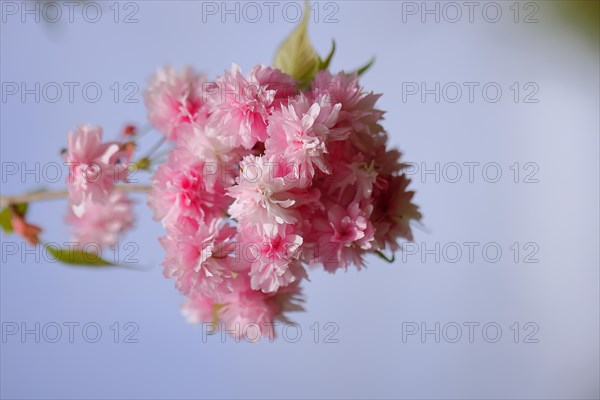 Japanese cherry (Prunus serrulata), twig with pink flowers against a blue sky, Wilnsdorf, North Rhine-Westphalia, Germany, Europe