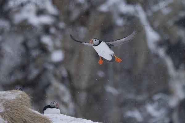 Puffin (Fratercula arctica), flying in the snow, snow, Hornoya, Hornoya, Varangerfjord, Finmark, Northern Norway