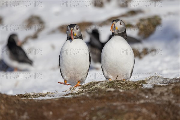 Puffin (Fratercula arctica), pair, in the snow, Hornoya, Hornoya, Varangerfjord, Finmark, Northern Norway