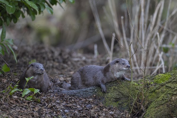 European otter (Lutra lutra) two adult animals on a river bank, Suffolk, England, United Kingdom, Europe