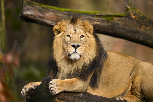 Asiatic lion (Panthera leo persica) male lying on a tree trunk, captive, habitat in India
