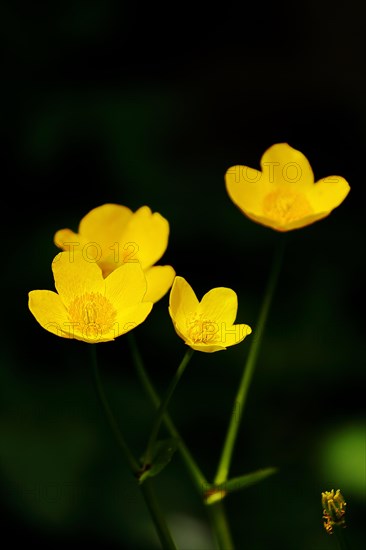 Marsh marigold (Caltha palustris), yellow flowers against a black background, low key image. Wilnsdorf, North Rhine-Westphalia, Germany, Europe