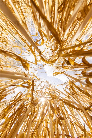 Sun breaking through the golden wheat field, photographed from below, Cologne, North Rhine-Westphalia, Germany, Europe