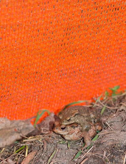 Two Common toads (Bufo Bufo) on the ground, male and female animal, pair in amplexus looking for way next to an amphibian fence in the colour orange, protective fence, barrier, protection, rescue, amphibian migration, toad fence, toad migration, species protection, safety, security, animal welfare, mating, behaviour, danger, Lower Saxony, Germany, Europe