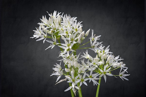 Wild garlic blossoms (Allium ursinum) on a dark background, Bavaria, Germany, Europe