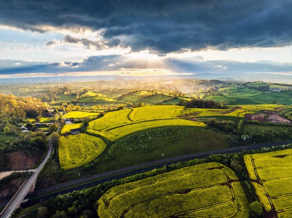 Sunset of Rapeseed fields and Farms from a drone, Torquay, Devon, England, United Kingdom, Europe