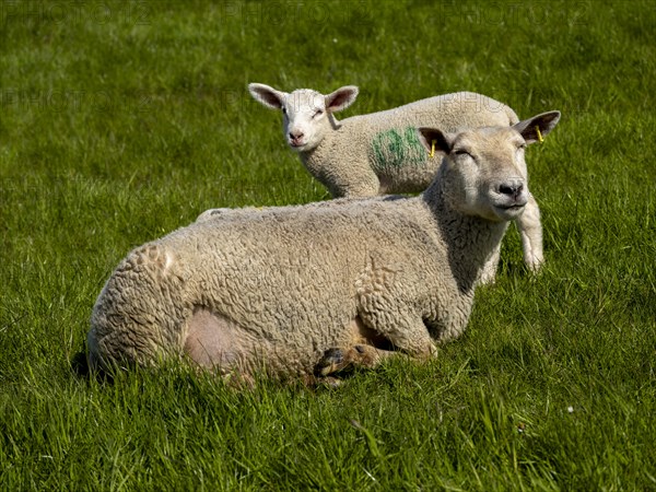 Sheep and lambs on the dyke at Hilgenriedersiel natural beach on the North Sea coast, Hilgenriedersiel, East Frisia, Lower Saxony, Germany, Europe