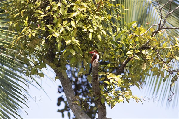 White-throated kingfisher (Halcyon smyrnensis) or Common kingfisher in Kerala's backwaters, Kumarakom, Kerala, India, Asia