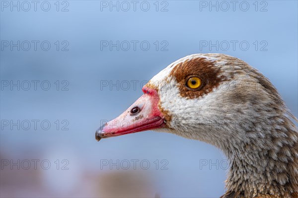 Egyptian geese (Alopochen aegyptiaca), head, portrait, on the banks of the Main, Offenbach am Main, Hesse, Germany, Europe