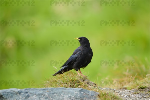 Yellow-billed chough (Pyrrhocorax graculus) sitting on a rock in the mountains at Hochalpenstrasse, Pinzgau, Salzburg, Austria, Europe