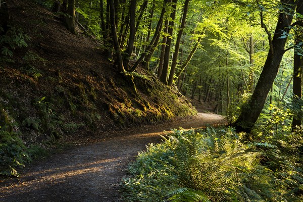 A forest path in a mixed forest with many Beech trees in summer. A chestnut tree on the right. The evening sun shines into the forest. Hiking trail Neckarsteig. Neckargemuend, Kleiner Odenwald, Baden-Wuerttemberg, Germany, Europe