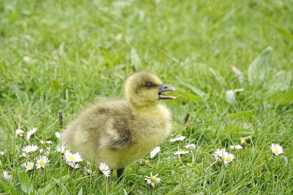 Greylag goose chicks, spring, Germany, Europe