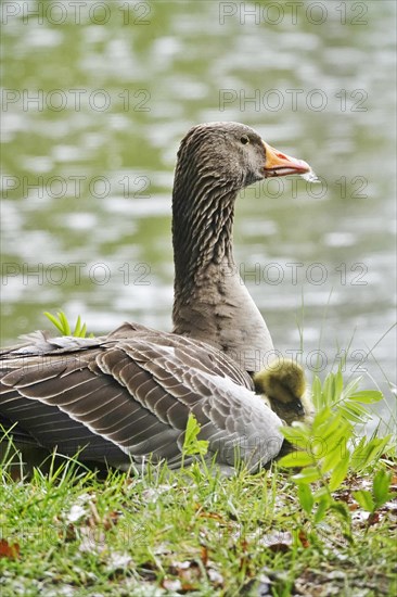 Greylag goose chicks, spring, Germany, Europe