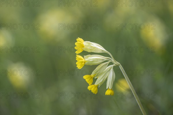 Common cowslip (Primula veris), Thuringia, Germany, Europe