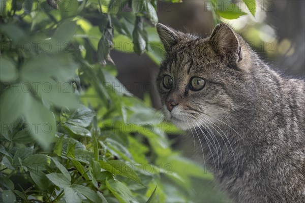 Wildcat (Felis silvestris), captive, portrait, Huetscheroda, Thuringia, Germany, Europe