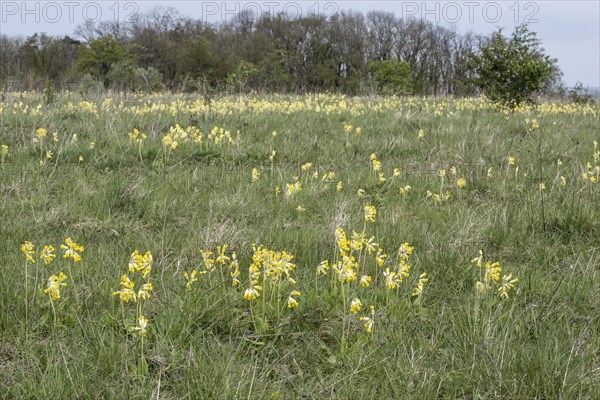 Common cowslip (Primula veris), Thuringia, Germany, Europe