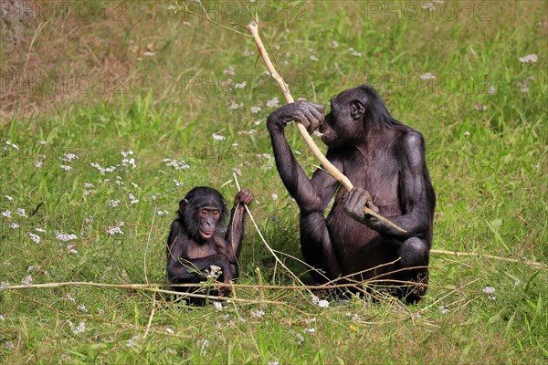 Bonobo, bonobo (Pan Paniscus), female, adult, young animal, feeding, Great ape, Primate, chimpanzee, captive