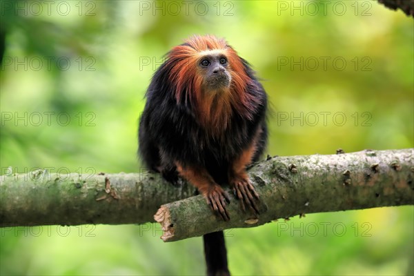 Golden-headed lion tamarin (Leontopithecus chrysomelas), adult, on tree, alert, captive, South America