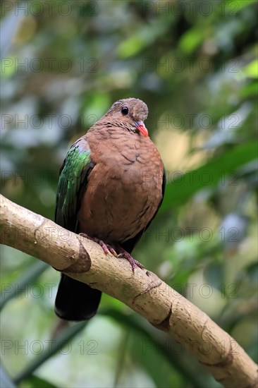 Common emerald dove (Chalcophaps indica), adult, perch, vigilant, captive, Southeast Asia