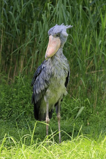 Shoebill (Balaeniceps rex), adult, foraging, captive