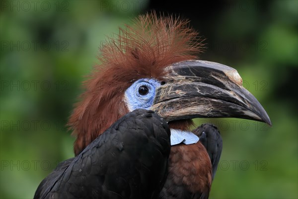 Black-casqued hornbill (Ceratogymna atrata), adult, female, portrait, captive, South America