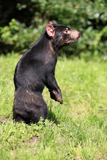 Tasmanian devil (Sarcophilus harrisii), adult, alert, upright, captive, Tasmania, Australia, Oceania