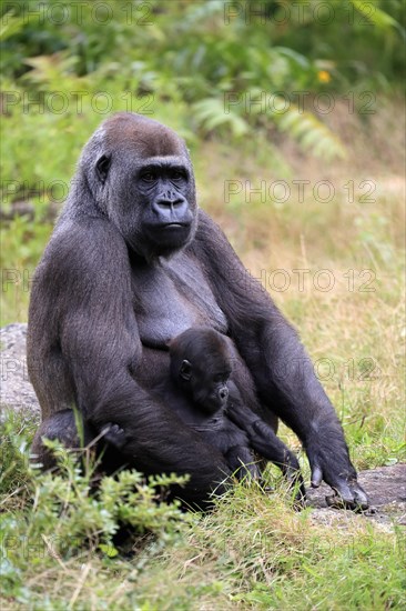 Western gorilla (Gorilla gorilla), adult, female, mother, young animal, baby, social behaviour, sitting, on ground, captive, western Africa