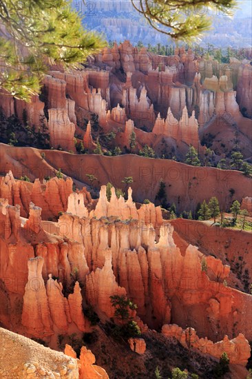 Treetops in the foreground with a view of an expansive landscape of softly coloured rock structures, Bryce Canyon National Park, North America, USA, South-West, Utah, North America