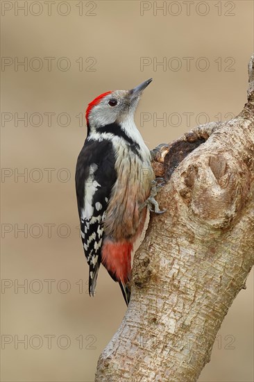 Middle spotted woodpecker (Dendrocopos medius) sitting at a water pot in a tree trunk, Animals, Birds, Woodpeckers, Wilnsdorf, North Rhine-Westphalia, Germany, Europe