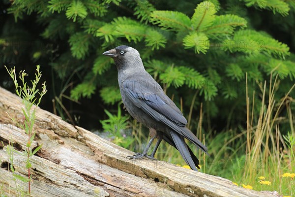 Western jackdaw (Corvus monedula)