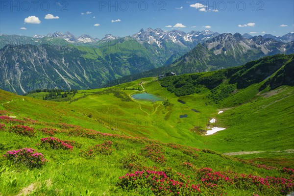 Alpine rose blossom, panorama from Fellhorn over Schlappoldsee and Fellhornbahn mountain station to the central main ridge of the Allgaeu Alps, Allgaeu, Bavaria, Germany, Europe