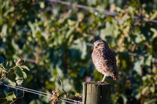 Beautiful owl (Glaucidium minutissimum) in vineyard