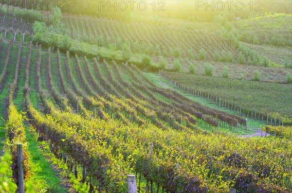 Vineyard of grapes in the Vale dos Vinhedos in Bento Goncalves, a gaucho wine