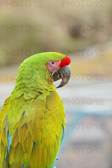 Great green macaw (Ara ambigua), animal portrait, captive, occurrence in South America, Hesse, Germany, Europe