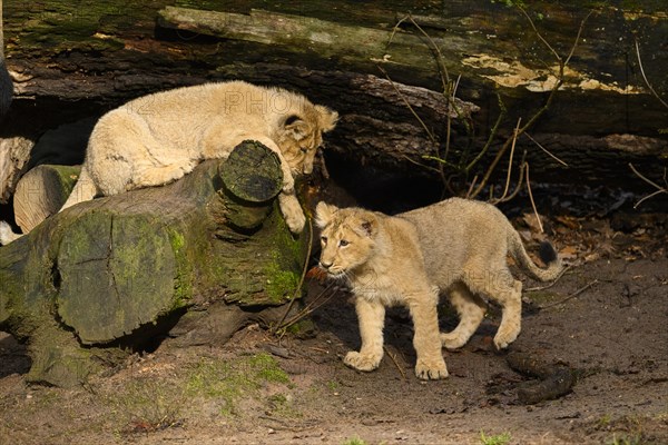 Two Asiatic lion (Panthera leo persica) cubs playing in the dessert, captive, habitat in India