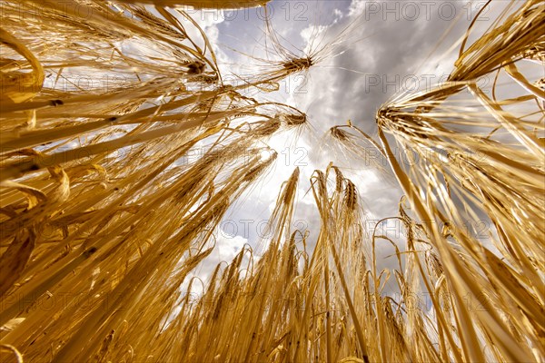 Ripe, golden ears of barley in the foreground with brightly lit clouds in the background, Cologne, North Rhine-Westphalia, Germany, Europe