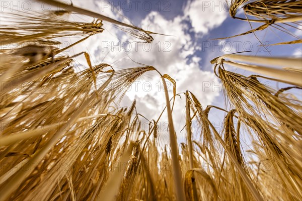 Frog's-eye view through a cornfield with Barley in front of a bright sky with clouds, Cologne, North Rhine-Westphalia, Germany, Europe